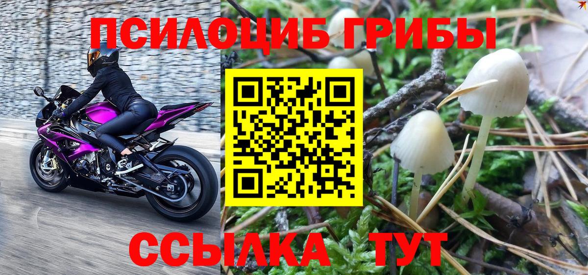 как найти   Вход с VPN  Михайловка  Галлюциногенные грибы Psilocybine cubensis 